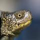 Reptiles de Suisse Cistude d'Europe - Emys  orbicularis 