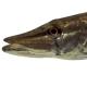 Poissons de Suisse Brochet  - Esox lucius 