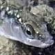 Les espèces néozones de Suisse Epinoche à trois épines européenne  - Gasterosteus aculeatus 