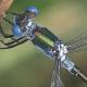 Odonates de Suisse Leste dryade - Lestes dryas 