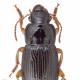 Carabes de Suisse  - Harpalus laevipes