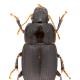 Carabes de Suisse  - Harpalus modestus