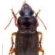 Carabes de Suisse  - Harpalus rufipes