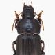 Carabes de Suisse  - Harpalus tardus