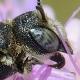 Les abeilles sauvages de Suisse  - Heriades crenulatus