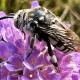 Les abeilles sauvages de Suisse Crocise comédienne - Thyreus histrionicus