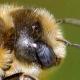 Les abeilles sauvages de Suisse  - Hoplitis tridentata