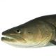 Poissons de Suisse Huchon ou saumon du Danube  - Hucho hucho
