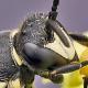 Les abeilles sauvages de Suisse  - Hylaeus signatus