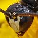 Les abeilles sauvages de Suisse  - Hylaeus sinuatus