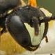 Les abeilles sauvages de Suisse  - Hylaeus styriacus