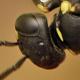 Les abeilles sauvages de Suisse  - Hylaeus taeniolatus