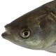 Les espèces néozones de Suisse Amour argenté  - Hypophthalmichthys molitrix 