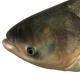 Les espèces néozones de Suisse Carpe marbrée  - Hypophthalmichthys nobilis 