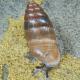 Mollusques de Suisse Bulime inverse, Bulime quadridenté - Jaminia  quadridens 