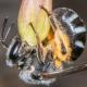 Les abeilles sauvages de Suisse Lasioglosse de l'Asperge, Lasioglosse cendré - Lasioglossum sexnotatum