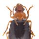 Carabes de Suisse  - Lebia marginata
