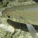 Poissons de Suisse Vandoise  - Leuciscus leuciscus 