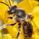 Les abeilles sauvages de Suisse Macropède commune - Macropis europaea