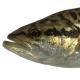 Les espèces néozones de Suisse Black-bass à grande bouche  - Micropterus salmoides 