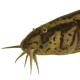 Poissons de Suisse Loche d’étang  - Misgurnus fossilis 