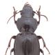 Carabes de Suisse  - Molops elatus elatus