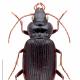 Carabes de Suisse  - Nebria brevicollis