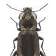 Carabes de Suisse  - Notiophilus aquaticus