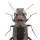 Carabes de Suisse  - Notiophilus biguttatus