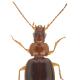 Carabes de Suisse  - Ocys tachysoides
