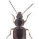 Carabes de Suisse  - Olisthopus sturmii