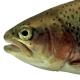 Les espèces néozones de Suisse Truite arc-en-ciel  - Oncorhynchus mykiss 