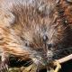 Les espèces néozones de Suisse Rat musqué - Ondatra zibethicus