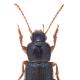Carabes de Suisse  - Ophonus azureus