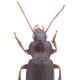 Carabes de Suisse  - Ophonus cordatus