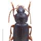 Carabes de Suisse  - Ophonus diffinis