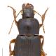 Carabes de Suisse  - Ophonus laticollis