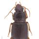 Carabes de Suisse  - Ophonus parallelus