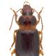 Carabes de Suisse  - Ophonus puncticeps