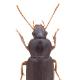 Carabes de Suisse  - Ophonus puncticollis