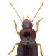 Carabes de Suisse  - Ophonus rufibarbis