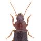 Carabes de Suisse  - Ophonus rupicola