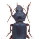 Carabes de Suisse  - Ophonus sabulicola