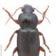 Carabes de Suisse  - Ophonus stictus