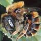 Les abeilles sauvages de Suisse  - Osmia aurulenta
