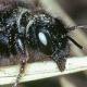 Les abeilles sauvages de Suisse Osmie bicolore - Osmia bicolor