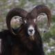 Les espèces néozones de Suisse Mouflon méditerranéen - Ovis gmelini musimon