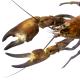  Ecrevisse signal, e. de Californie, E du pacifique - Pacifastacus leniusculus