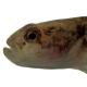 Poissons de Suisse Ghiozzo  - Padogobius bonelli 