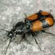 Carabes de Suisse  - Panagaeus bipustulatus